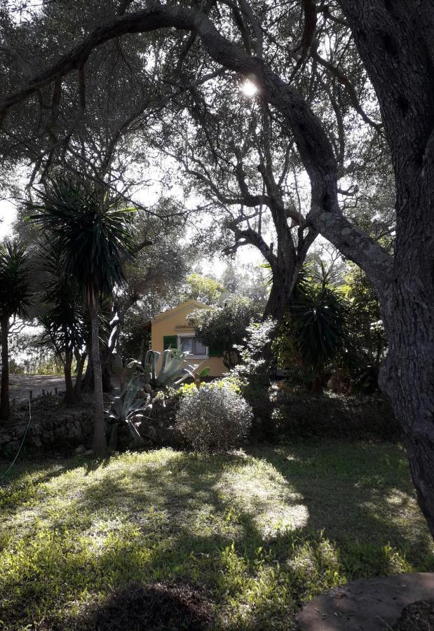 Ferienwohnung House In The Olive Garden Ágios Ioánnis Exterior foto